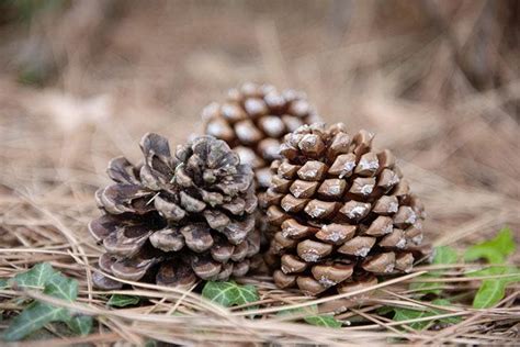 recoger piñas para chimenea|Recoger piñas para la chimenea: un agradable paseo por el bosque